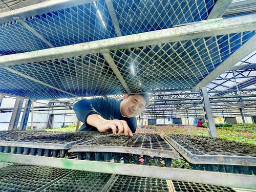 冰城五月花似锦｜哈尔滨绿化花卉上新，邀你共赴一场春末夏初的盛宴