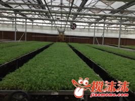 互助 工厂化育苗有效缓解种苗供需矛盾，助力西宁林业发展