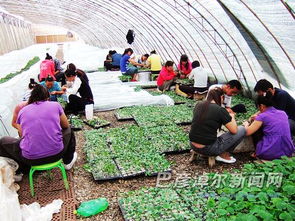 科技育苗新篇章 五原县工厂化蔬菜育苗中心助力现代农业转型升级