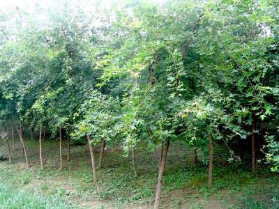 扎根沃土，绿荫未来 探访定州君涛林木育苗场