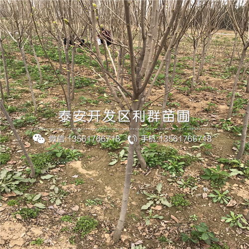 山东柿子树苗品种概览与新品种发展趋势