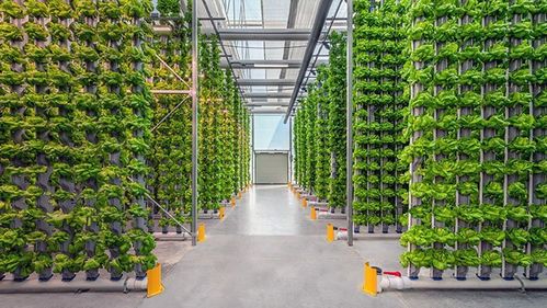 苗木培育的未来生产线 林木工厂化育苗设备的革命性突破